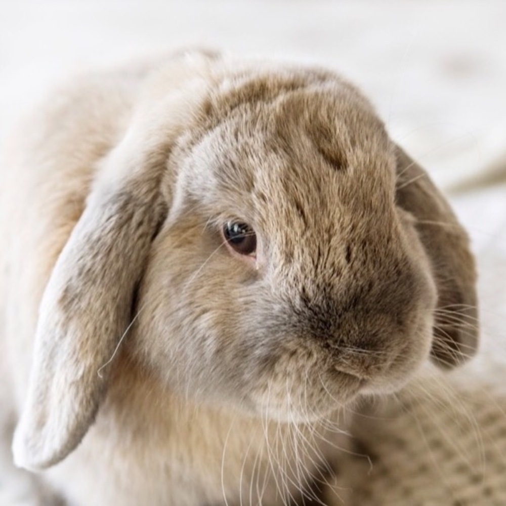 Meet your Posher, Poppy